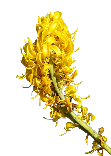 Flor do Cerrado Amarela