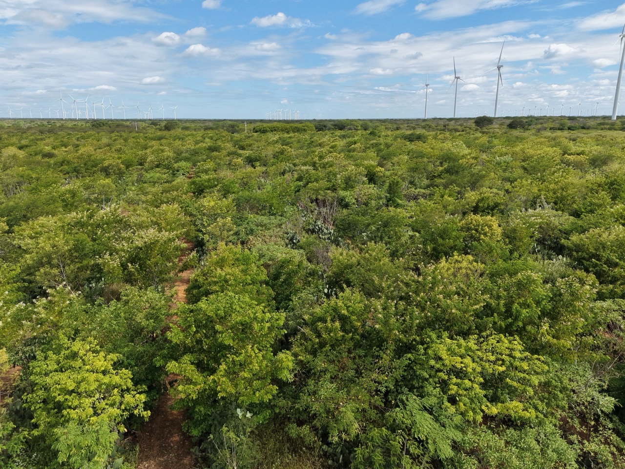 Área plantada Reflorestamento