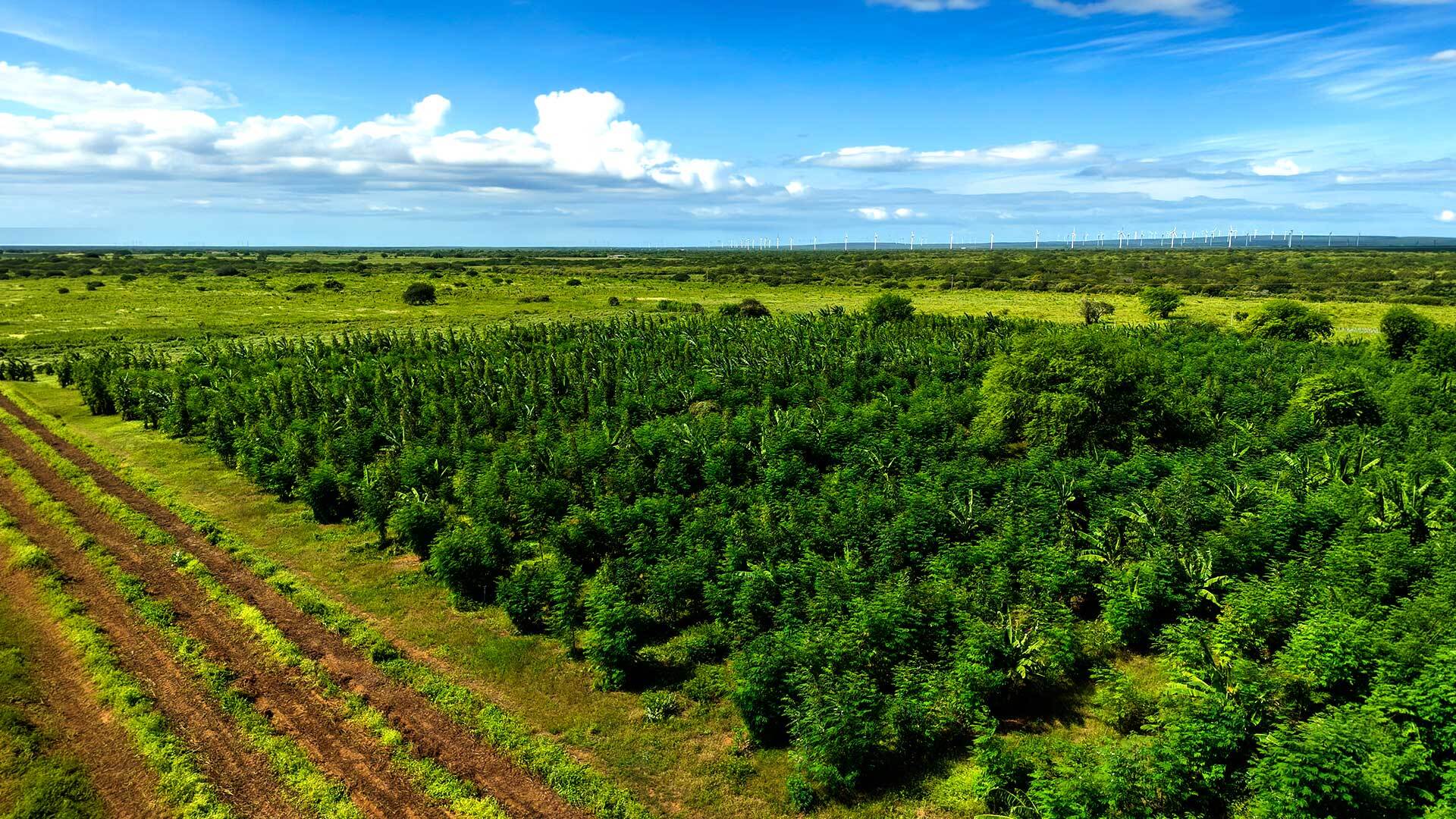 Como funciona a validação de PRF junto ao órgão ambiental