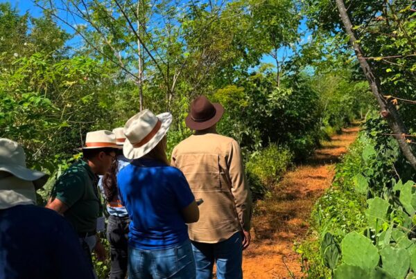 Monitoramento da recuperação vegetal pós-descomissionamento: como garantir a validação ambiental
