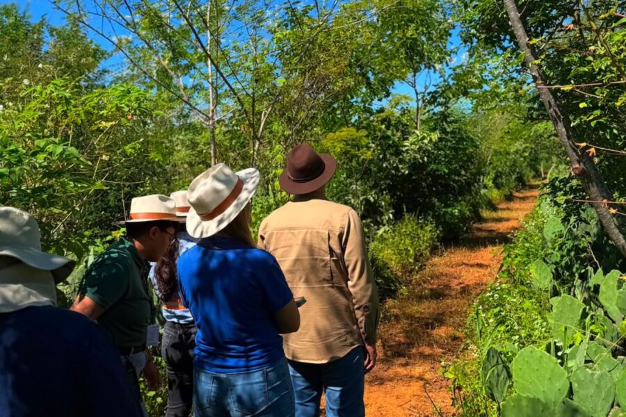 Monitoramento da recuperação vegetal pós-descomissionamento: como garantir a validação ambiental
