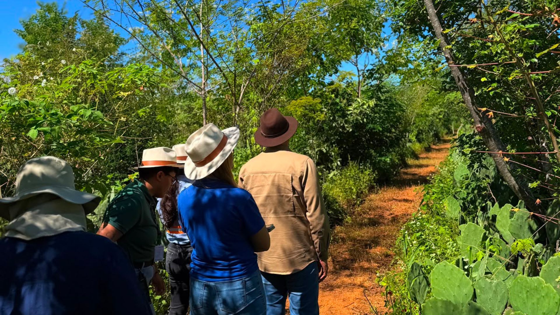  Monitoramento da recuperação vegetal pós-descomissionamento
